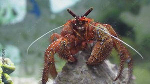 White spotted Hermit crab which is one of the most colorful hermit crabs that spend their lives in empty gastropod shells.