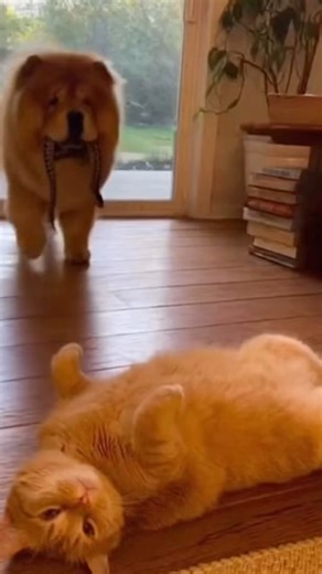 DOG Brings a SNAKE to Prank the Cat 😭🐍🐱 #dog #snake #cat