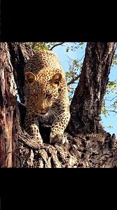 Leopard Climbs a Tree on a Sunny Day 🐆☀️ | Incredible Wildlife Moment#shorts #subscribe #wildlife