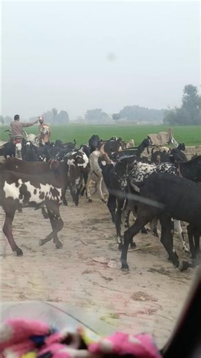 Vegetables and feed for Goats #bakrifarming #beautifullgoats#bestfeedforgoats