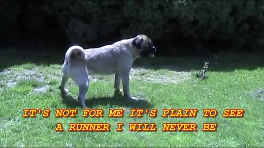 WATCH: Loca The Pug Can't Run