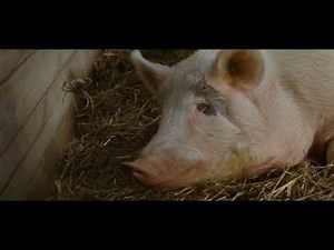 Charlotte's Web (2006) - a very fat pig