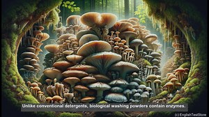 Biological washing powders in biology