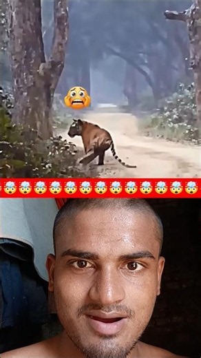 Lion braving 🤯#animals #wildlife #lion #wildanimals