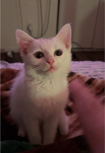 ASMR Kitten Sounds for Relaxation and Sleep