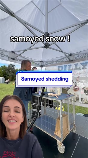 Samoyed Shedding Made Easy: Grooming Tips