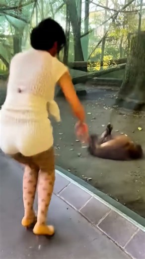 🦧Can chimpanzees imitate humans?😂