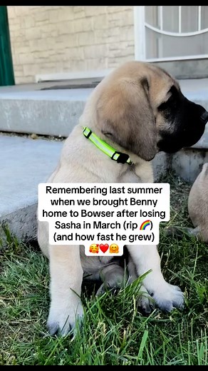 175K views · 22K reactions | 1/2 brothers and best buds. #dogsofinstagram #mastiffsofinstagram #bowserandbenny #puppies #brothers | Bowser The Giant Mastiff | Facebook