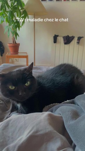 Sensibilisation aux problèmes respiratoires chez les chats