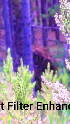 A Rocky Mountain Bigfoot Reported in Colorado #bigfoot#colorado