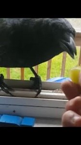 Bird Feeding: Curious Crow Inspects Window View || WooGlobe