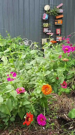 A garden activity that cheers me up 🌸 My most successful // least successful crops this year so far #vlog #garden #foryou