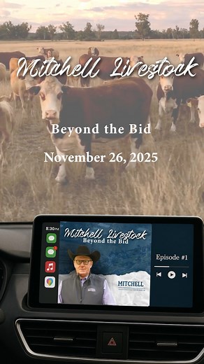 This Wednesday, November 26, the sale starts at 9 AM with butcher cows and bulls, followed by fat cattle, weigh-ups, and baby & started calves. No Feeder Cattle Sale this week - Happy Thanksgiving! Stay connected to the heart of South Dakota’s livestock industry with Beyond The Bid for market insights & sale highlights. Spotify https://tinyurl.com/58uy2wtx Apple https://tinyurl.com/bde7bth6 | Mitchell Livestock Marketing