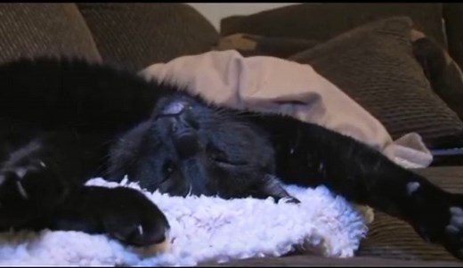Sylvester's Diary 1: A Day in the Life of a Talking Kitty Cat