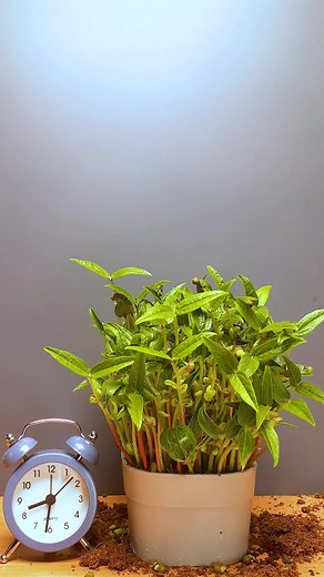 Mung Beans Growth Timelapse: 15 Days in 30 Seconds