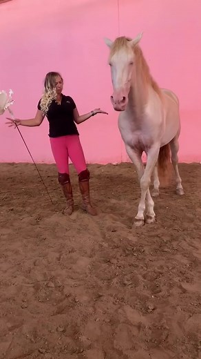 “Turnaround” horse addition 🤪🐴 more videos like this on our Instagram. 🙉👉 @￼￼blankasatora #blankasatorahorseshow