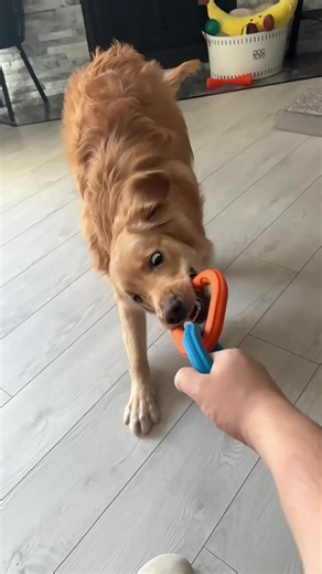 Macky using his ears to give him a boost #petsoftiktok #goldenretriever #cutedog #doglife #puppy