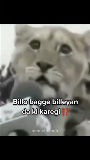 Lion billo bagge billeyan da ki karegi #indianmemes #dankindianmemes #mememandir