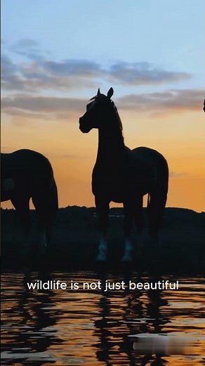 Life in the Wild 🐾 | Nature Like You’ve Never Seen! | #WAWILD