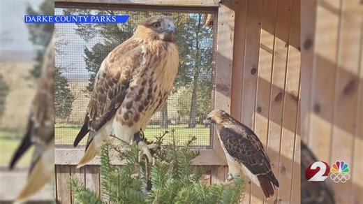 Missing hawk in Darke County has officials working against time
