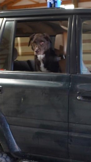 When my dog tried to back the Land Cruiser into the shop. Needless to say it was a disaster!