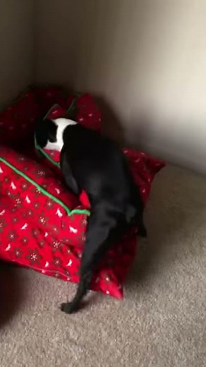 Dog bust a nut!!!!!🤣