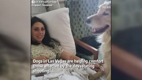 Dogs comfort Las Vegas shooting survivors