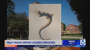 LA heat wave drives alligator lizard indoors at UCLA