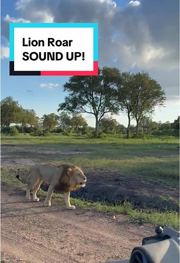 Explore Buffelsfontein Game Reserve on Safari