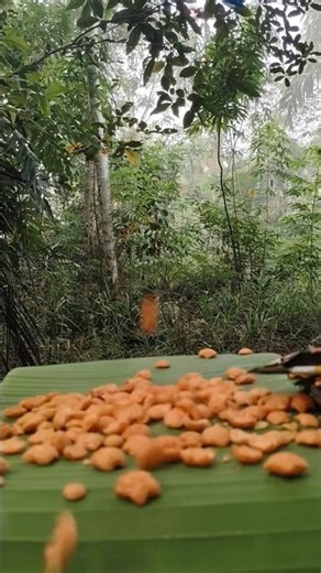 Crispy Snack ASMR in the Wild Forest | Natural Eating Sounds
