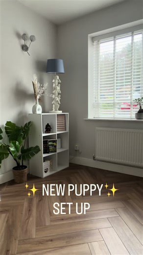 Welcoming a New Puppy Home: Essential Tips and Setup