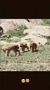 Everyone is fake 🥹❌🦁StayReal #LionsHeart #BeAuthentic #InnerStrength #RealOverFake #LionEnergy