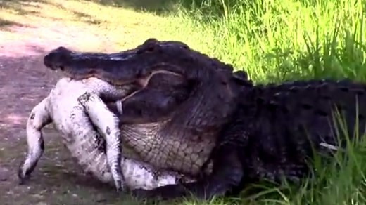 Vidéo : quand un alligator mange un autre alligator