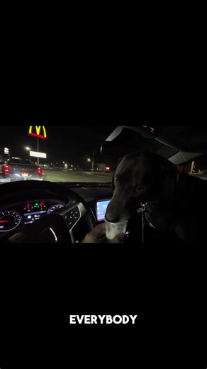 Pup cup treats for your dog! The pup dad jokes rule #dogcomedy #funny #dadjokes