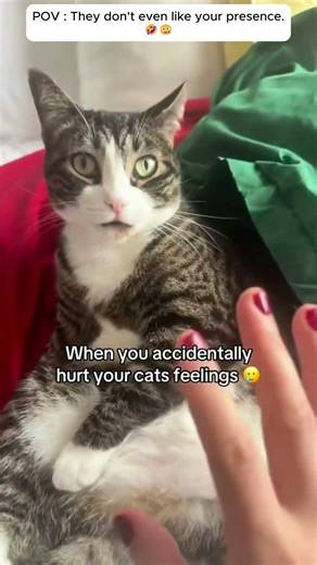 POV: You’re just a servant to your cat 💀#cattraining #relatable #humor #catsdoingthings #usa #uk
