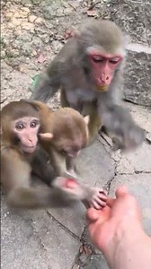 Jungle Monkey Channel #funnyanimals #cutemonkey #animalvideos #wildlife #monkey