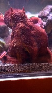 9.2K views · 153 reactions | Slow Mo Octopus Feeding  The...