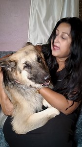 How to entertain a dog at home? Dogs can also get bored while you are in the house. Know where your dog is and what they are up to while you are in the shower or just in another room. Bored dogs will always find something to do, but it might not be something you'd like them to be doing. #bestchallenge #bestphotochallenge #BestPhotographyChallenge #best #bestoftheday #photooftheday #CameraBaba #doggo #germanshepherdofinstagram #germanshepherdworld #gsdnation #dogtraining #cute #husky #gsddaily #i