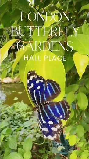 The gorgeous London butterfly garden at Hall Place, a beautiful experience and full of butterflies
