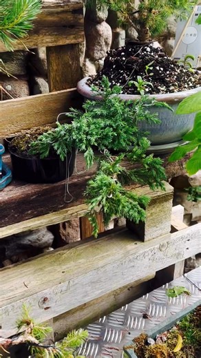 🌿 Shohin Juniper Bonsai – 72 Hour Flash Auction 🌿Freshly wired and full of character, this beautiful Shohin Juniper is up for grabs!26 cm tall, 28 cm wide, with vibrant foliage and elegant movement.The tree in the video is the exact one you’ll receive.Perfect for display, ideal for beginners or collectors.🕒 Flash Sale – 72 Hours OnlyThis bonsai will go to the highest bidder. Listed across multiple platforms, so don’t wait!📩 Comment your bid below or message me with any questions.⸻Terms & Con