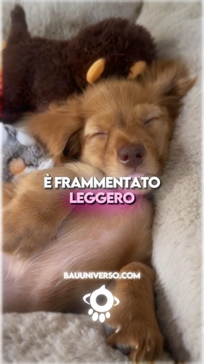 Why Does Your Dog Sleep So Much? 🐶💤