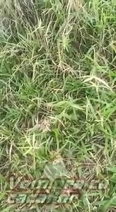 999K views · 7.4K reactions | Dicas de verão  Um alerta para quem não conhece o mato e sai por aí desbravando a natureza, seja pequi ou qualquer outra frutinha, fique esperto! | Plantão Jr.Notícias | Facebook