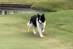 TPC Southwind’s adorable golf course dog Millie has better green etiquette than you