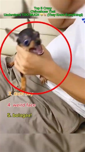 Top 5 Crazy Chihuahuas That Understand TOO MUCH 😭🐕 (They Know Everything!)