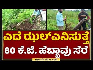 Hebbavu | ಎದೆ ಝಲ್​ ಎನಿಸುತ್ತೆ ಹೆಬ್ಬಾವು ಸೆರೆ | Snake Rescue | Pythons | NewsFirst Kannada