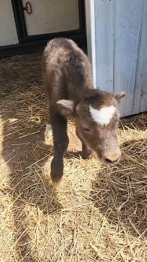 Tara on Instagram: "Two steps forward, one step back. Baby has progressed to being able to suck a syringe and nipple! Yay! The bad news is that I finally got mom up by the barn, and she's not sure she's not sure that's her baby. Ugh. Why is nothing ever easy??? I'm about to try plan D. #longday #planD #raisinglivestockishard #fingerscrossed #lightningtfarms"
