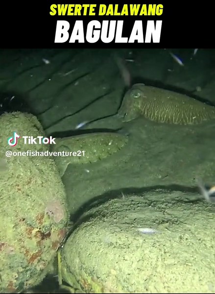 One Fish Adventure shop on TikTok