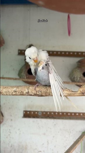 Budgies Breeding Progress 2025🕊️🤍#birds#lovebirds #parrot#budgies #birdsounds#shorts #birdbreeding