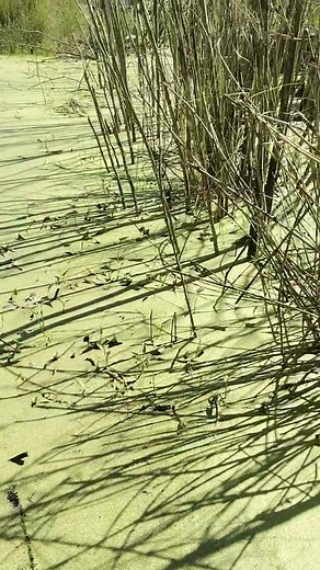 Bonuan Boquig Cemetery. | Denver Almonte