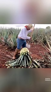 2.4M views · 31K reactions | የአለማችን አስገረመው ተክል #Ethiopia #Habesha | Explore Habesha | Facebook